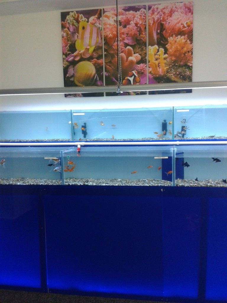 Using Acrylic To Build Aquariums & Fish Tanks | Cut Plastic Sheeting